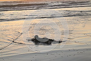 A young boy, lying on his stomach, plays and enjoys alone the wet and reflecting sand at sunset time at Parangtritis Beach, Java,