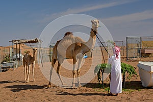 Young boy with mother and baby Arabian camels