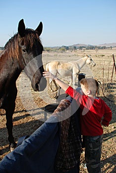 Young Boy Patting Pet Horses