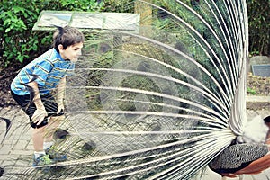 Young Boy and a Peacock