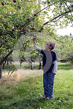 Young boy picking an apple from an orchard tree