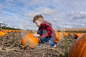 Young boy in a pumpkin field choosing a pumpkin