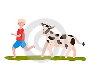 Young boy in red shirt and blue shorts playing with a spotty calf on green grass. Child enjoying time with farm animal