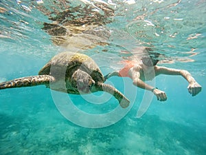 Young boy Snorkel swim with green sea turtle, Egypt