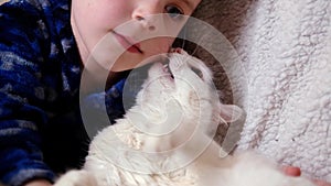 A young boy is stroking a cat. The white kitten is played with the child