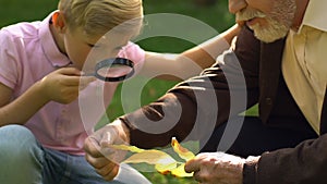 Young boy studying leaves through magnifying glass with his grandfather in park