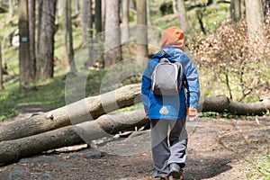 Young boy trecking in a forest