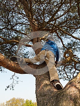 Young boy tree climbing