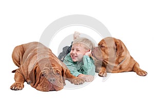 Young boy and two big dogues de bordeaux