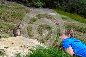 Young boy watching closely a columbian ground squirrel Urocitellus columbianus at its burrow