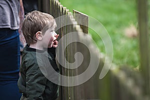 Young boy at wooden fence