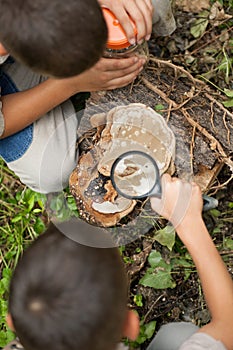 Young boys on a camping investigated nature using magnifying gla