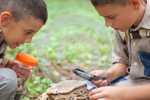 Young boys on a camping investigated nature using magnifying gla