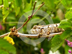 Young Bradypodian Ventrale Chameleon