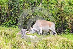 Young Brahma Bulls