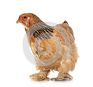 Young brahma chicken