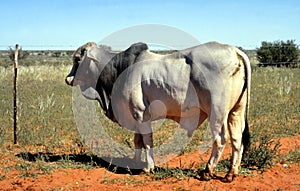 Young Brahman Bull