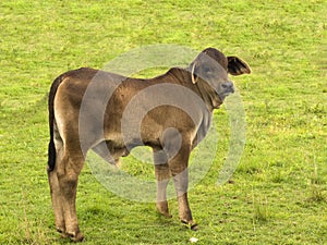 Young brahman cross australian calf baby bull