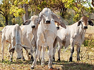 Young Brahman herd on ranch Australian beef cattle photo