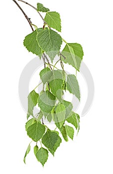 Young branch of birch with buds and green leaves isolated on white background