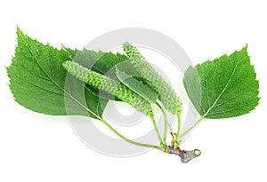 Young branch of birch with buds and green leaves isolated on white background