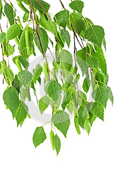 Young branch of birch with buds and leaves, isolated on white background