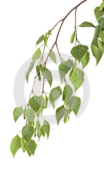 Young branch of birch with buds and leaves, isolated on white background