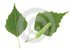 Young branch of birch with buds and leaves isolated on white background. Birch leaves. Herbarium