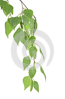 Young branch of birch with buds and leaves isolated on white background. Birch sprig with catkins