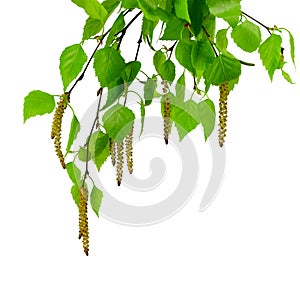 Young branch of birch with buds and leaves , isolated