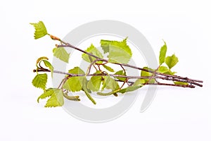 Young branch of birch with tiny catkin and small leaves in early spring isolated