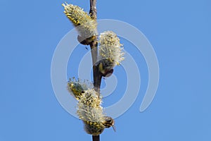 Young branch of a blossoming willow against the blue sky with a bee on a flower