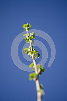 Young branch of currant with spring green leaves on a background of blue sky