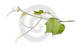 Young branch of grape vine isolated on white background.