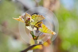 Young branch of grapes on the nature. Grapes Vines being Planted