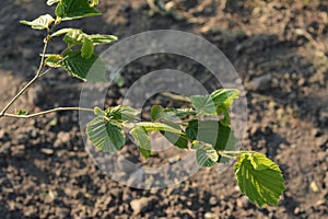 A young branch of a hazel tree with green leaves on a sunny summer day. Growing the young nut trees.