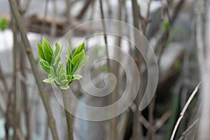 Young branch of lilac with light small leaves at the tips, spring start