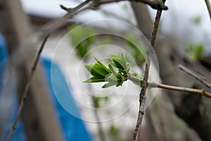 Young branch of lilac with light small leaves at the tips, spring start