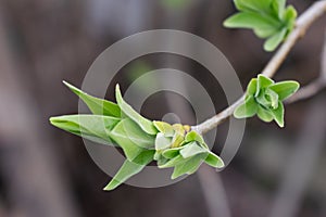 Young branch of lilac with light small leaves at the tips, spring start