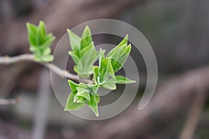 Young branch of lilac with light small leaves at the tips, spring start