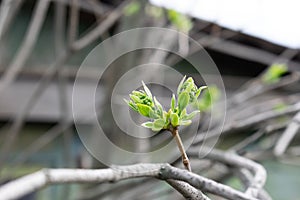 Young branch of lilac with light small leaves at the tips, spring start