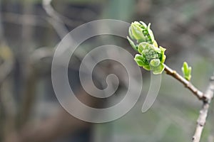 Young branch of lilac with light small leaves at the tips, spring start