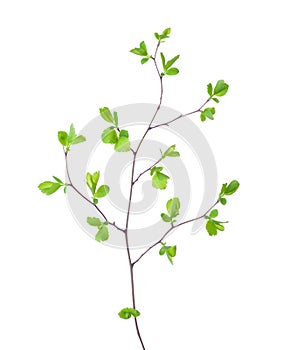 Young branch of lilac Syringa vulgaris isolated on white background.