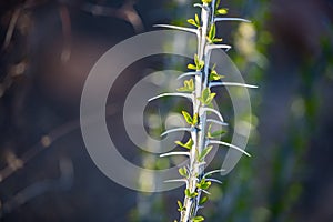 Young Branch of Ocatillo Grows Bright Green And White photo