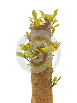 Young branch on the old tree stump isolated on white background.