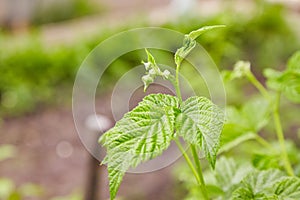 Young branch of raspberries early in spring. Gardening