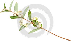 Young branch of spirea