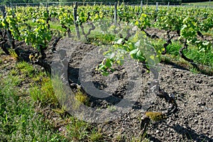 Young branch with sunlights in Bordeaux vineyards