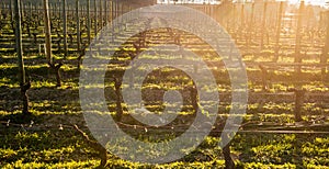 Young branch with sunlights in Bordeaux vineyards