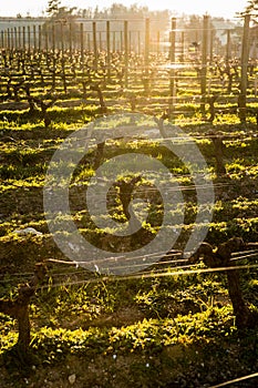 Young branch with sunlights in Bordeaux vineyards